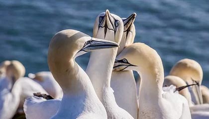 开云体育最新地址-森林狼主场告捷唐斯攻防一体，森林狼唐斯缺席