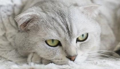 开云下载-刀光剑影：双方实力对比让人不禁为之动容，刀光剑影现场